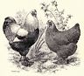 LOT 11 HOW-TO RAISE CHICKENS COOP PLANS HATCHING EGGS NEST ROOST FEEDER WATERERS-01.JPG